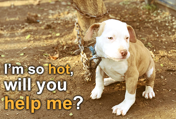 Dogs can die in the heat. Please help them.