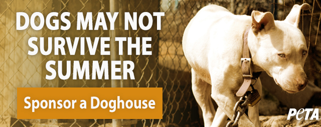 Dogs may not survive the summer.