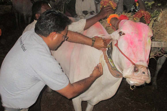 Animal Rahat veterinarian Dr. Naresh treats a bullock at the 2019 Chinchali Fair.