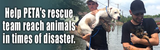 Help PETA's rescue team reach animals in times of disaster.