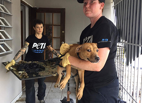 Our deadline for raising funds to save animals from disaster is tonight.