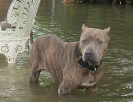 Animals affected by disaster need our help.