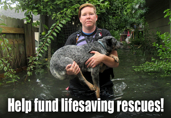 Animals affected by disaster need our help.