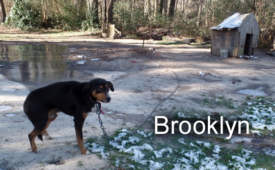 Photo of Brooklyn