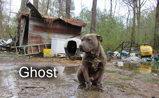 Photo of Ghost