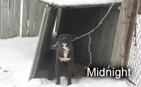 Photo of Midnight