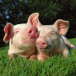 Photo of happy piglets