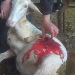 photo of abused sheep