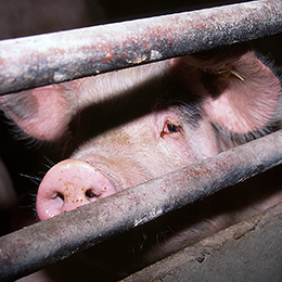 Photo of caged pig