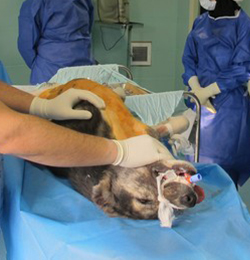 Photo of dog used for surgical training