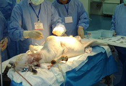 Photo of goat used for surgical training