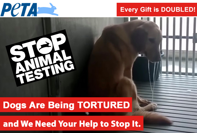 Help Stop Animal Testing!