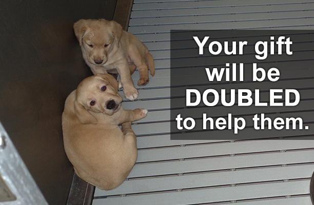 Double your impact for dogs and other animals by taking part in PETA's 'Stop Animal Testing' Challenge today.