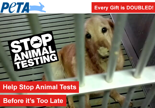 Help Stop Animal Tests—Before It's Too Late