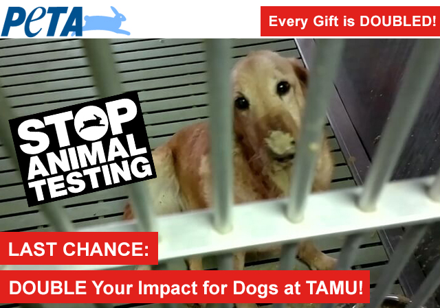 LAST CHANCE: DOUBLE Your Impact for Dogs at TAMU!