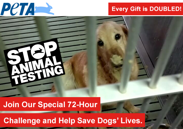 Participate in our special 72-hour challenge and help save dogs' lives.