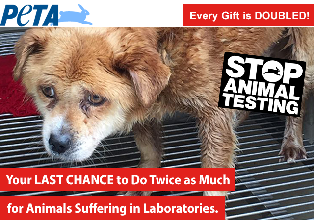 Your LAST CHANCE to do twice as much for animals suffering in laboratories.