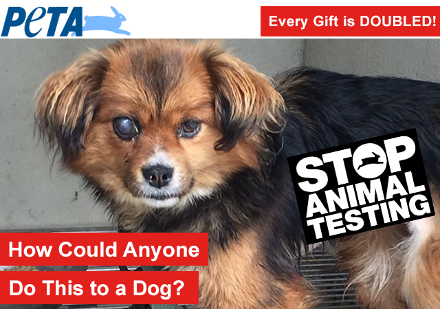 Help Stop Animal Testing!