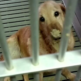Will you help sickly, suffering animals?
