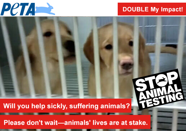 Only hours remain—don't let another dog suffer