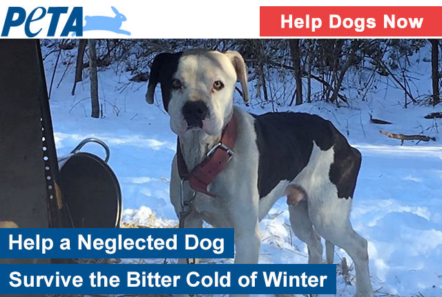 Help a dog survive freezing winter weather.