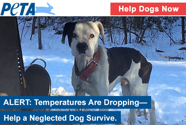 Help a dog survive freezing winter weather.