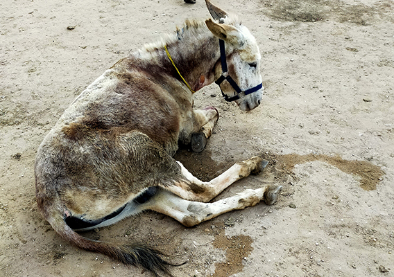Donkey beaten so badly his ear was nearly detached