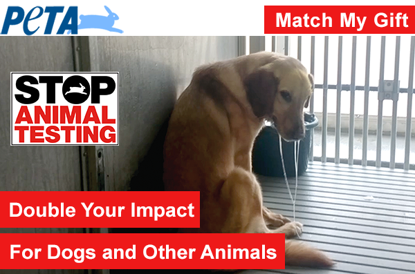 Help Stop Animal Testing!