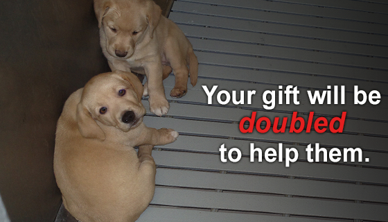 Double your impact for dogs and other animals by taking part in PETA's "Stop Animal Testing" Challenge today.