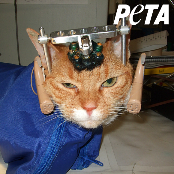 Help Animals Abused for Experiments - Donate Now | PETA Help Animals Abused for Experiments - Donate Now | PETA