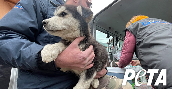 Peta Rescues Help Animals in Ukraine - PETA’s Global Compassion Fund - Donate Now | PETA