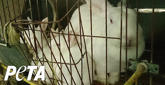 Peta Sign Only Rabbit Help Rabbits and Piglets This Easter - Donate Now | PETA