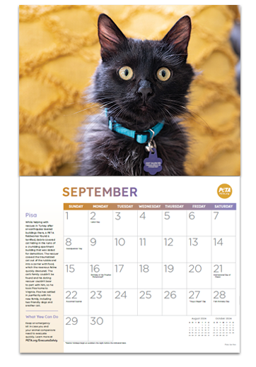 Free Cat Rescue Calendar! PE_2024-01_Calendar-Cat-Pisa_DON-LG_CR-Ken-Penn