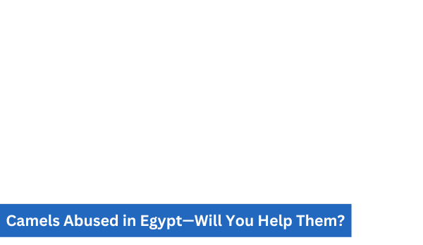 Camels Abused in Egypt—Will You Help Them?