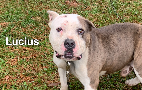 Lucius in the heat.