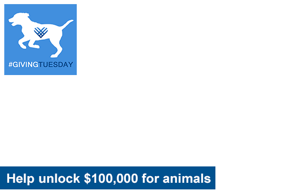 Help unlock $100,000 for animals like Tuesday