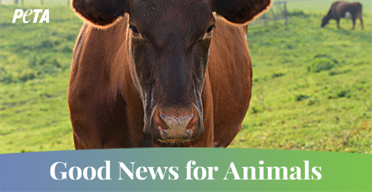 Good News for Animals