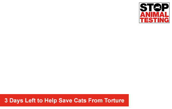 3 Days Left to Help Save Cats From Torture.