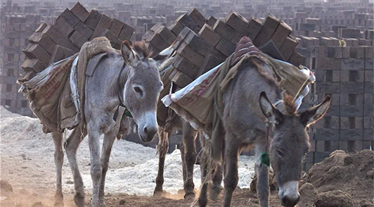 donkeys hauling heavy loads of bricks