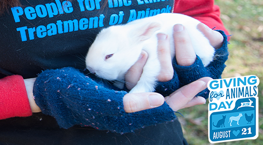 person holding a white rabbit with the words giving for animals day