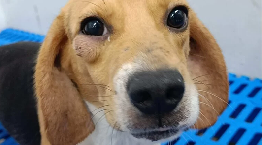 dog with lump under eye in lab
