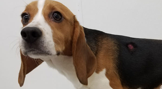Help Animals in Laboratories - Give Now - PETA | PETA