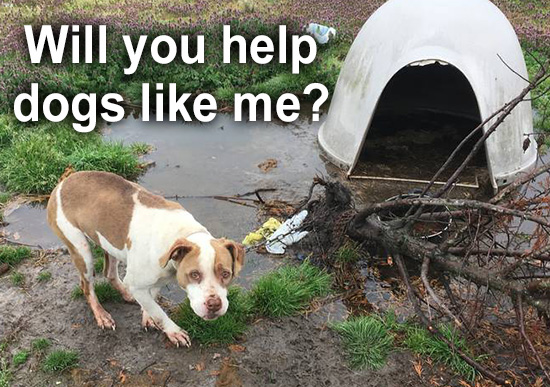 Will you help dogs like Beauty?