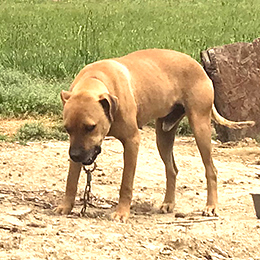 Dogs like Jake are suffering as the summer rages on.