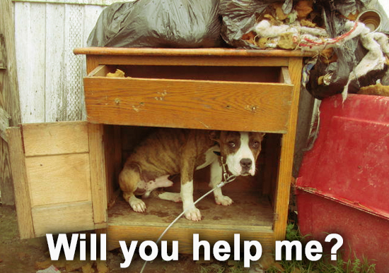 Dogs need your help this summer