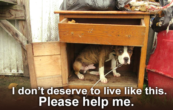 A dog takes shelter in broken furniture, surrounded by open bags of trash. Please help.
