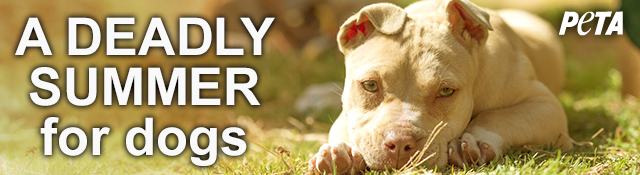 A deadly summer for dogs
