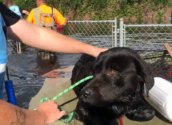... until PETA rescuers saved him.