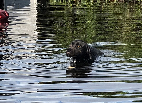 Sebastian was trapped in his yard, with no escape from the floodwater ...