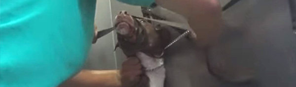 Dog abused at kennel
